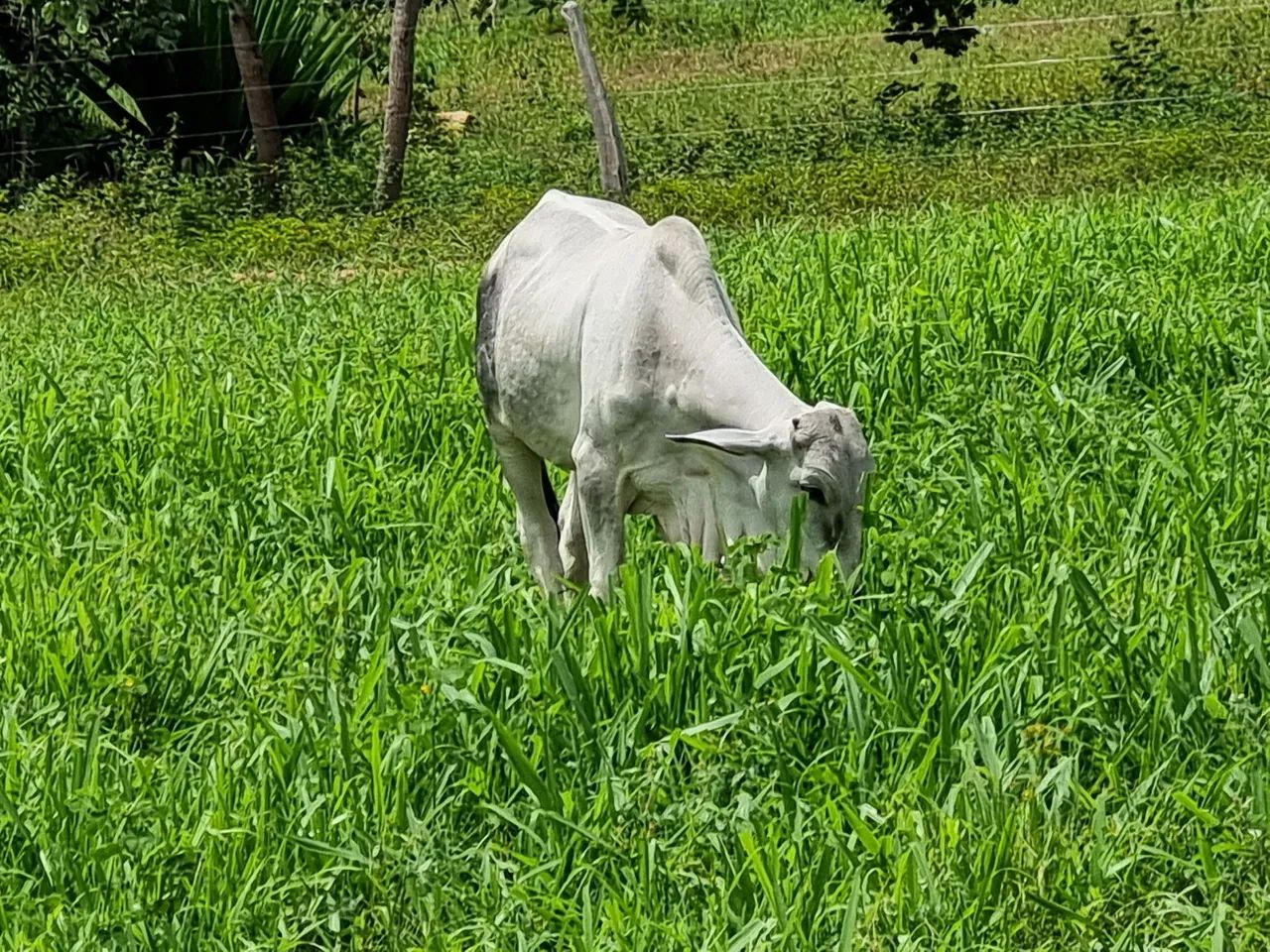 OPOTUNIDADE!! Fazenda 202 Hectares Arinos-MG - Foto 3