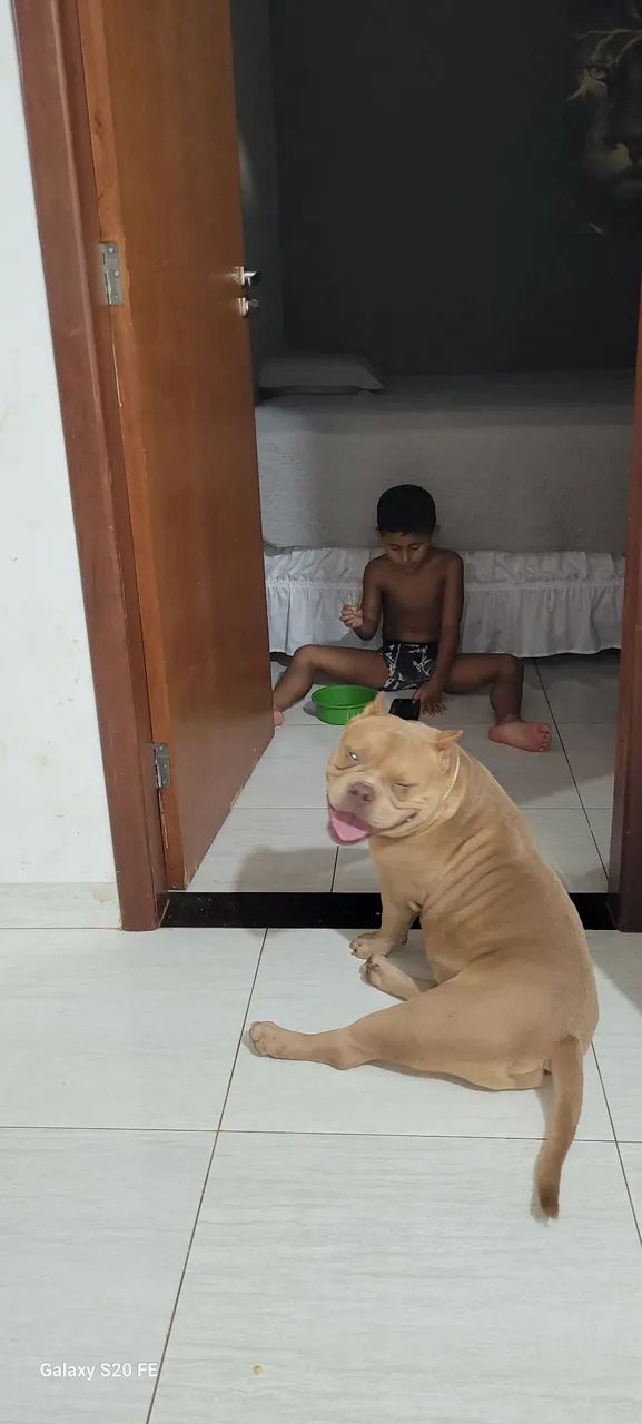 American Bully - Filhote Macho Disponível - Foto 4