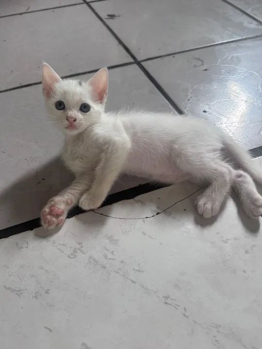 Gatinho fofo para adoção 