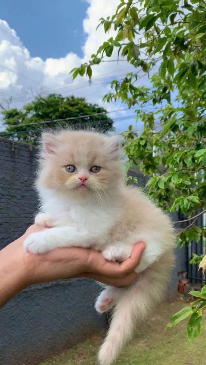 Filhote Persa Machinho e fêmea 