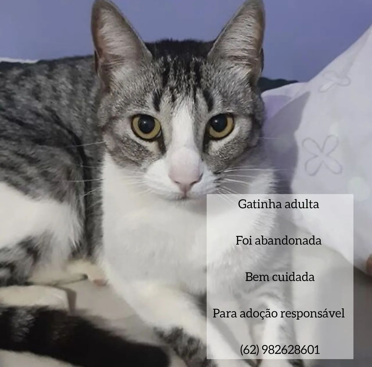 Gatinha Adulta para Adoção Responsável