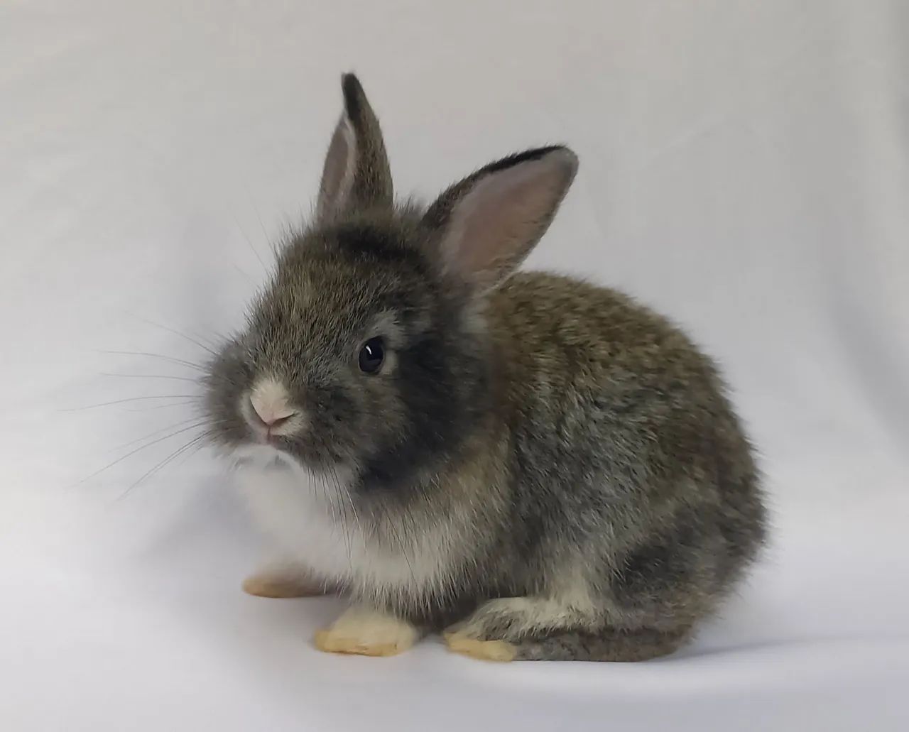 Filhotes de coelho à venda