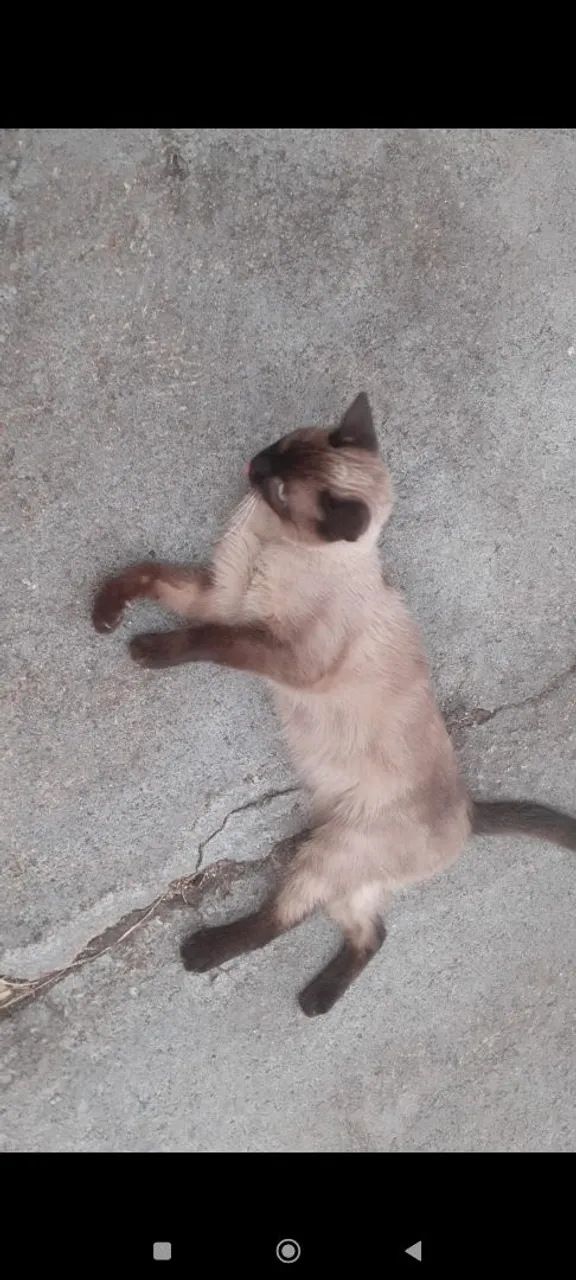Gatinho Siamês para Adoção