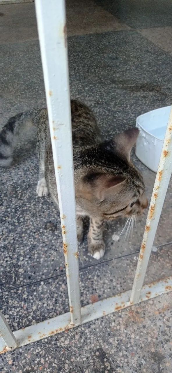 Gato pra adoção  - Foto 6