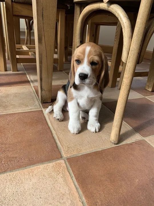 Filhotinho de Beagle seu amiguinho espoleta 