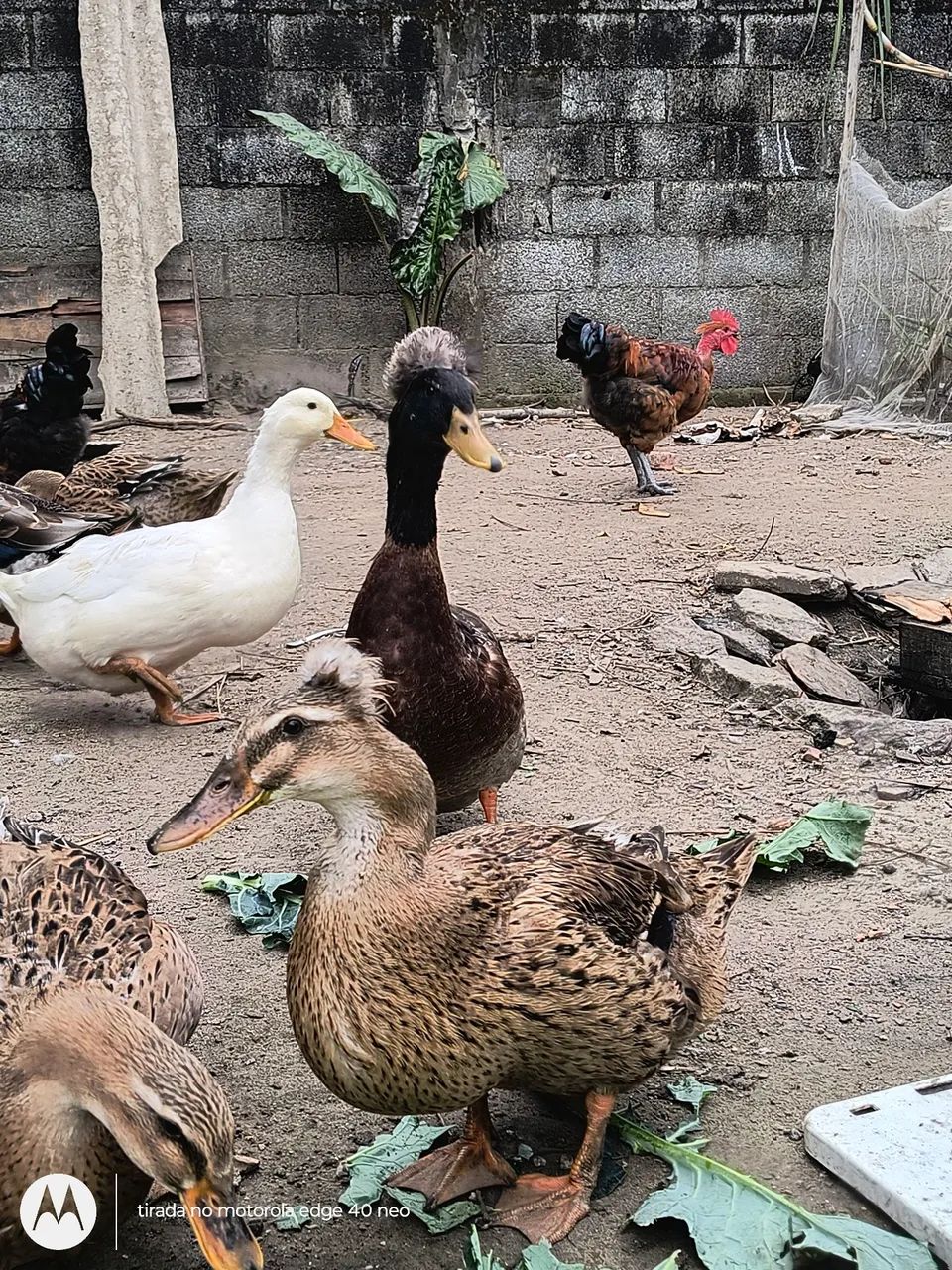 Ovos fértil Galinhas marrecos 