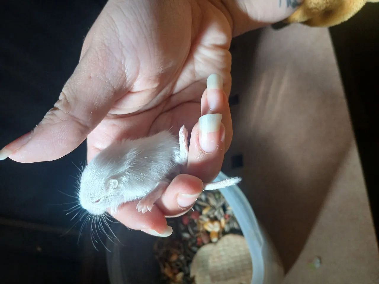 Esquilos/Gerbils