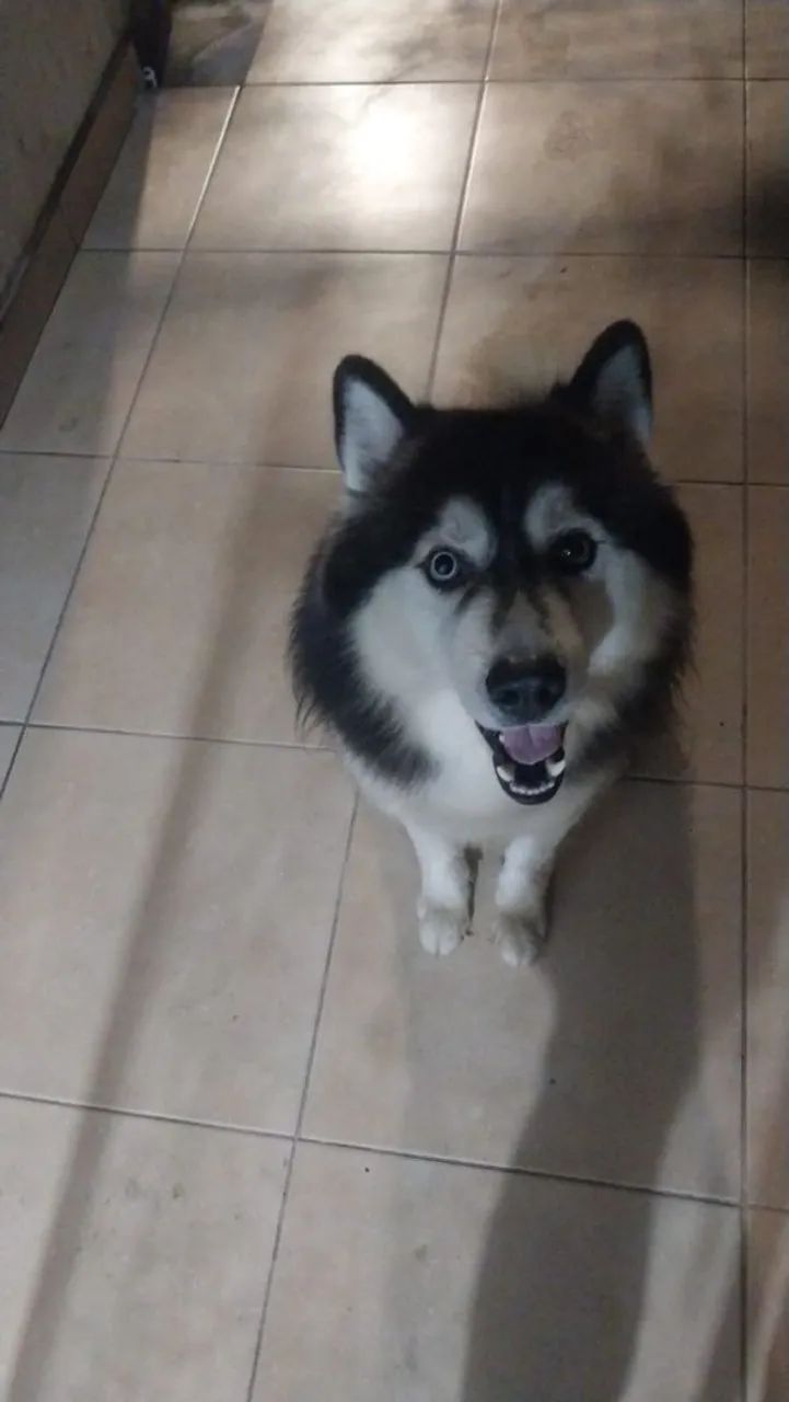 Doa-se Husky - Foto 3