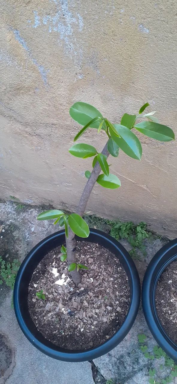 Vende-se muda de opurquia de pé de graviola ótima qualidade  - Foto 5
