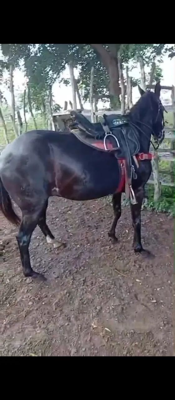 Cavalo de direita  - Foto 4