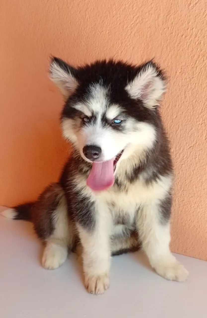 Husky siberiano macho disponível  - Foto 3