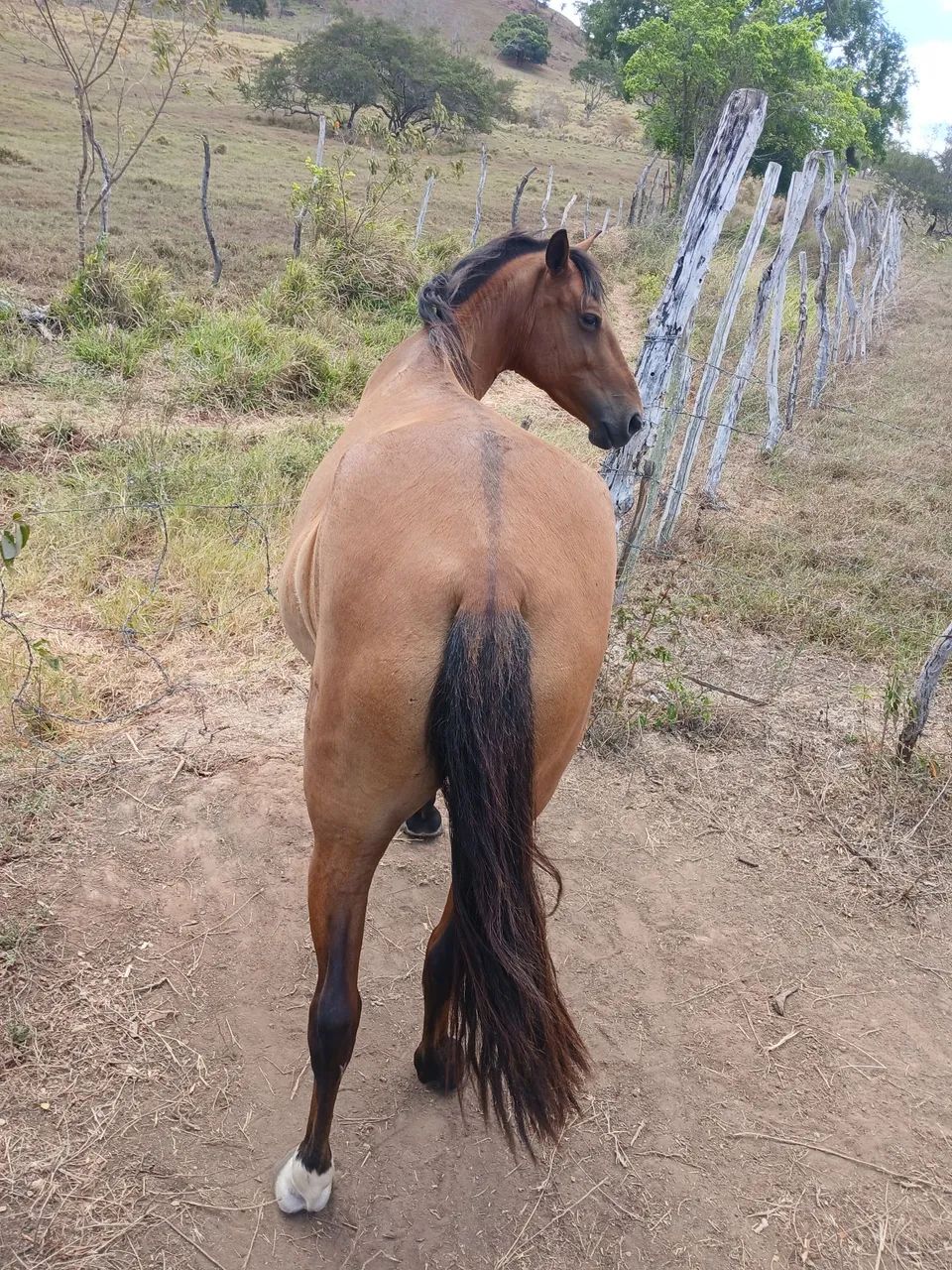 Vendo essa égua  - Foto 3