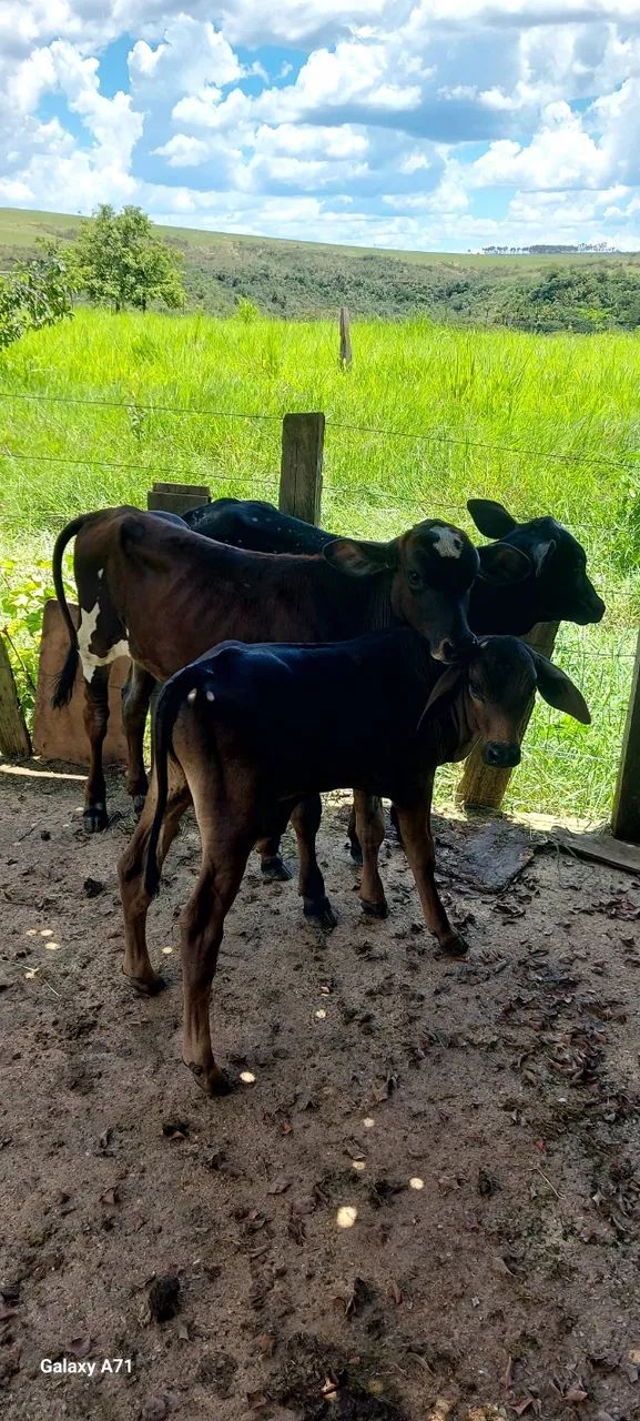 Vacas  leiteiras a vends - Foto 4