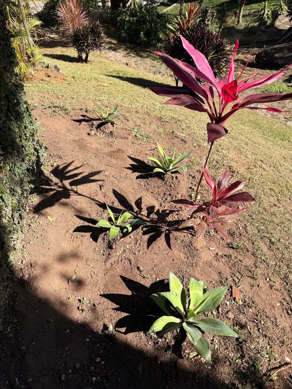 Serviços de Jardinagem  - Foto 4