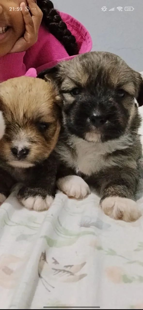 Filhotes de lhasa - Foto 4