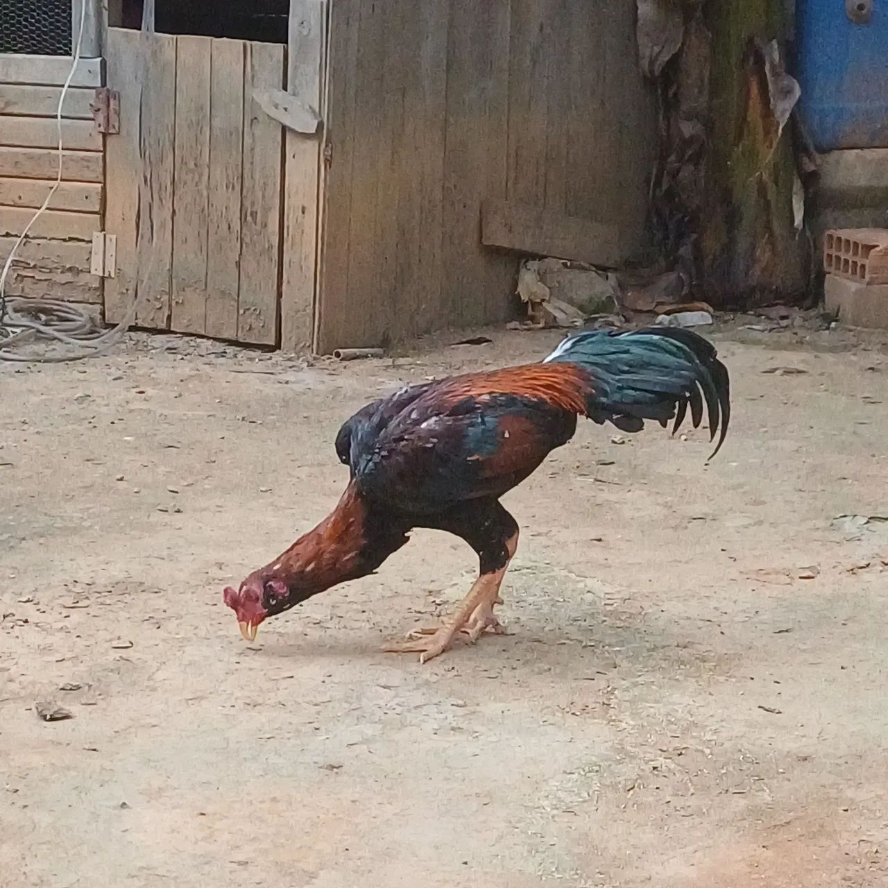 Galo indio muda testado 