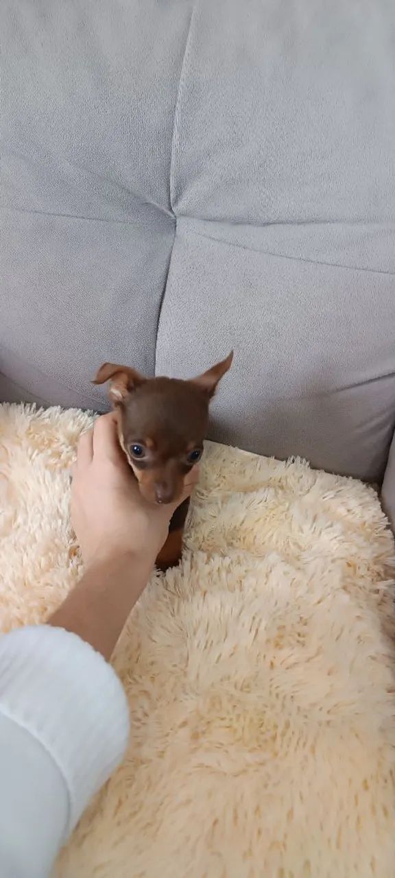 Vendo pinscher Zero, mini, super pequeno - Foto 5
