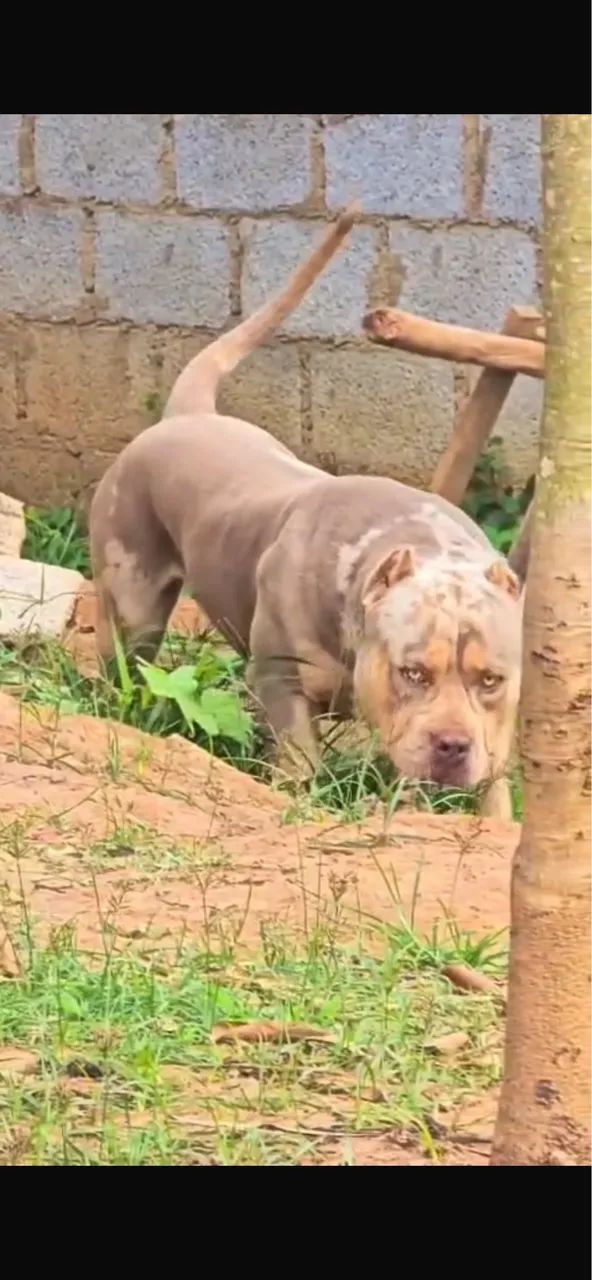 Pit Monster c/ Pedigree - Foto 2