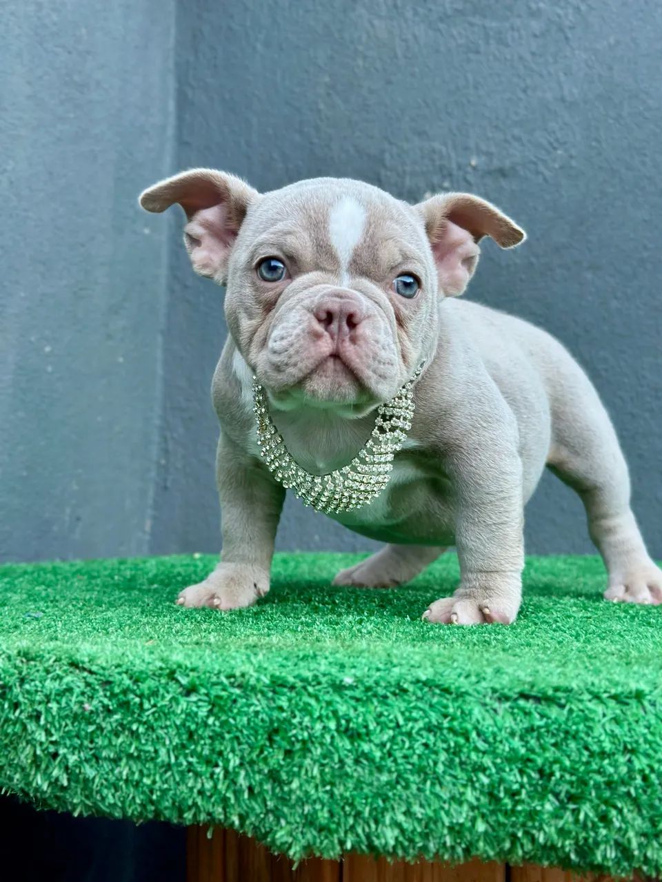 AMERICAN BULLY MICRO - FÊMEA  - Foto 5