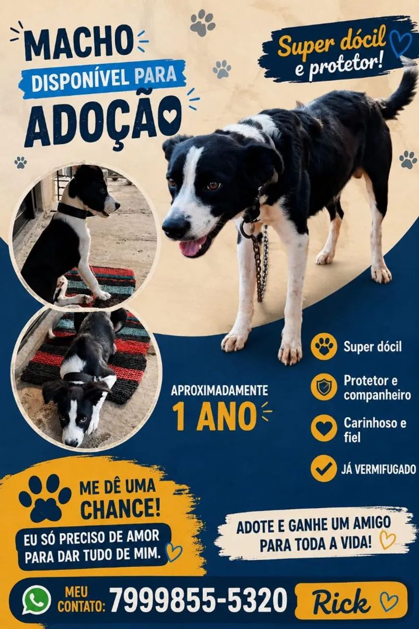 Adoção de cachorro