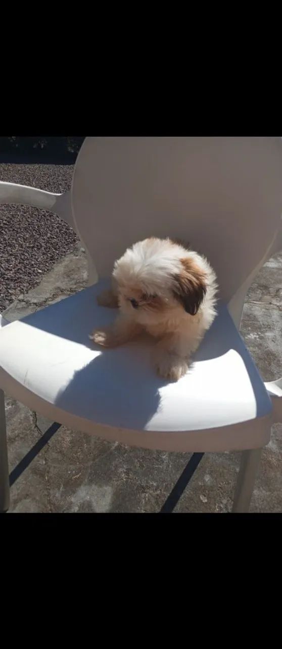 Shihtzu fêmea Micro  - Foto 4