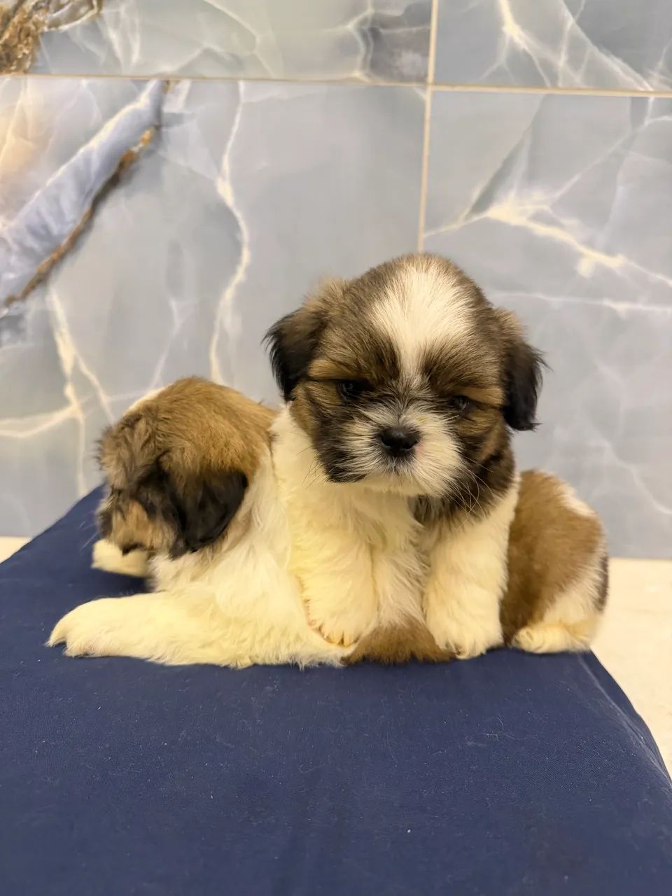 Shihtzu macho  - Foto 2