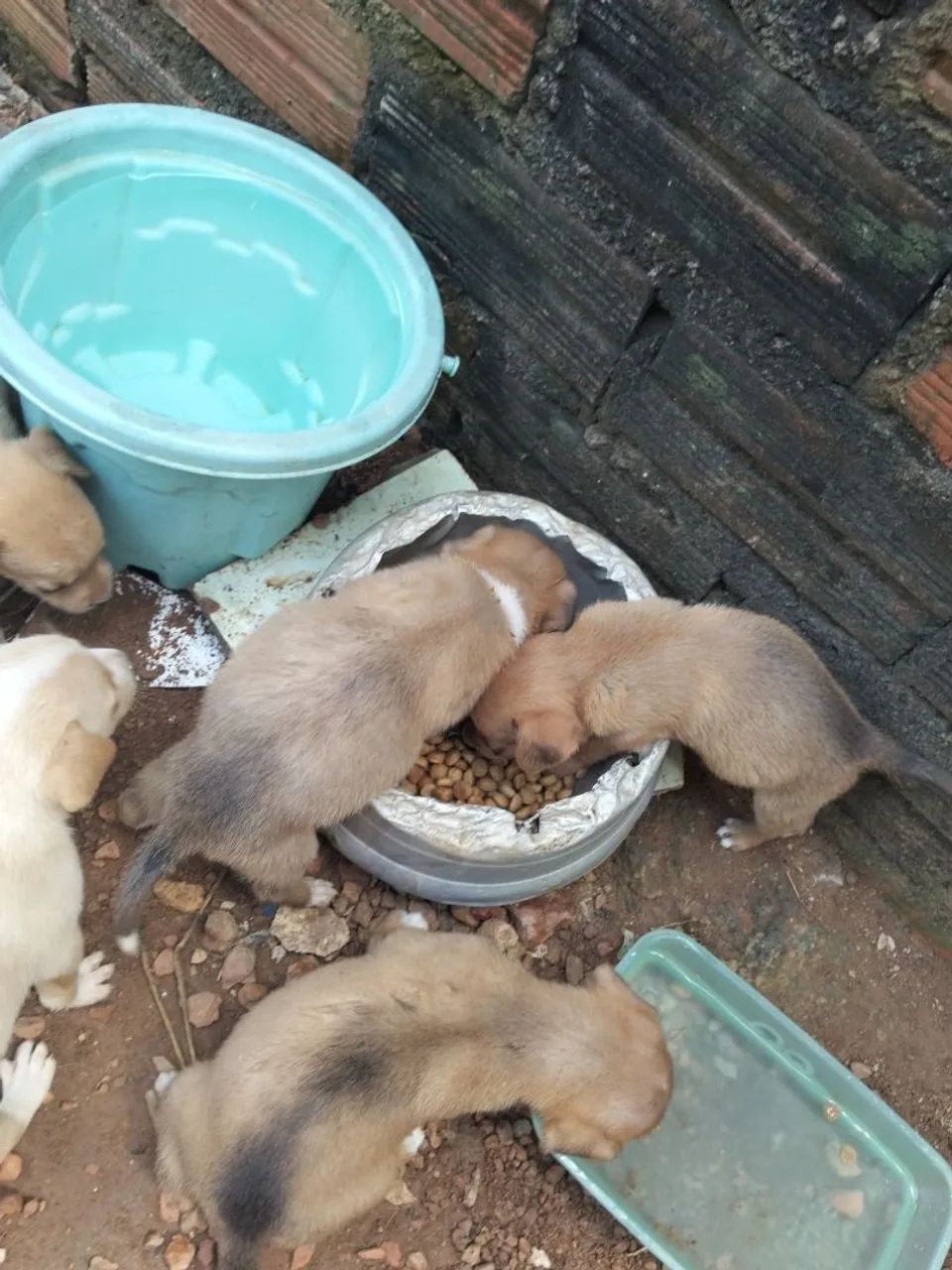 Cachorro  - Foto 2