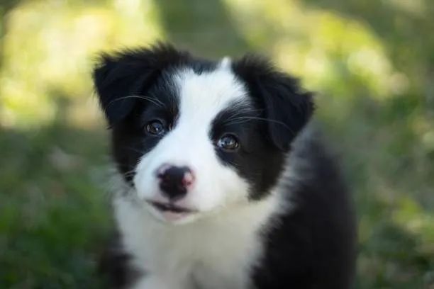 Border Collie Macho e Fêmea