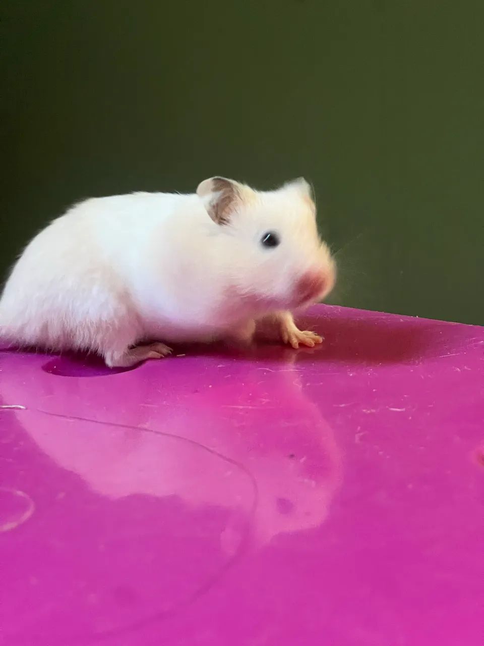 Hamster para adoção  