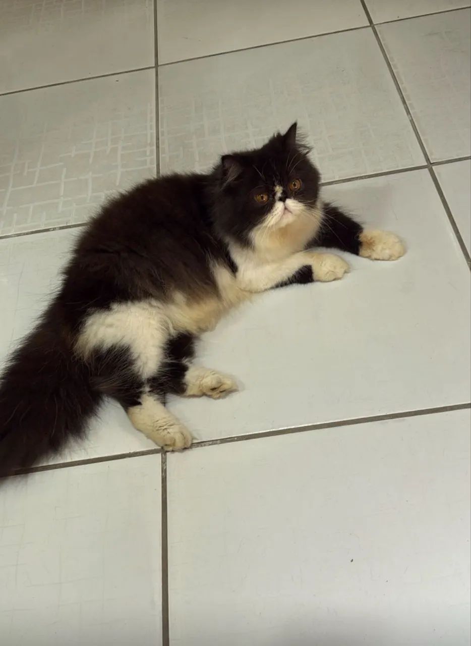 Gato persa  - Foto 4