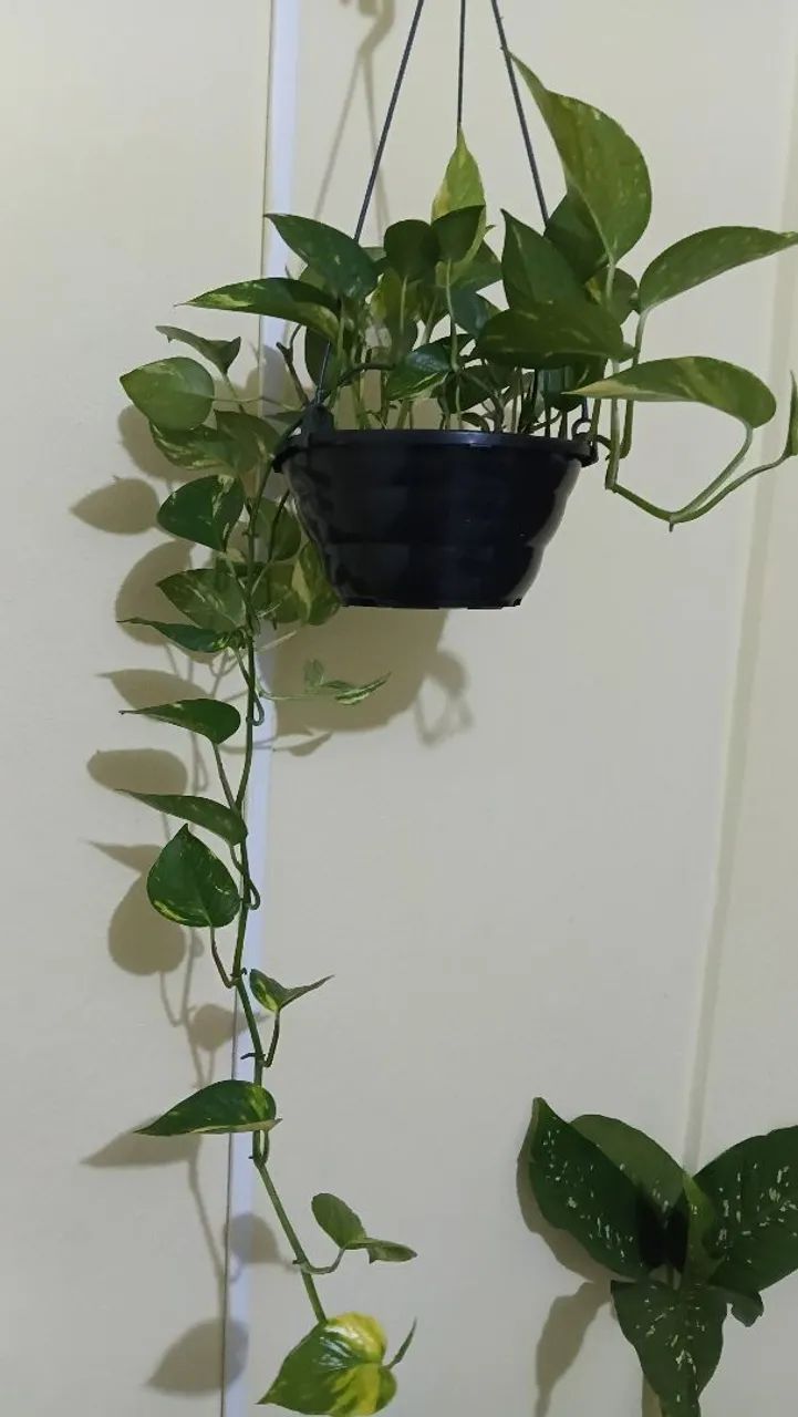 Jiboias