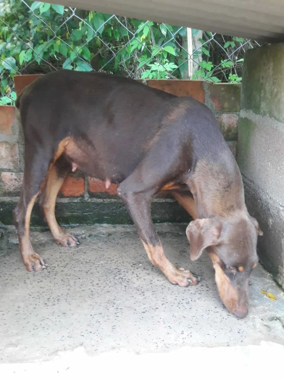 DOBERMANN - Foto 3