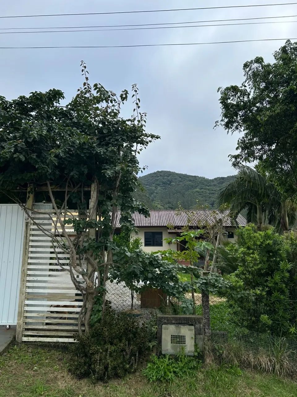 Barbada Santo Amaro da imperatriz  - Foto 2