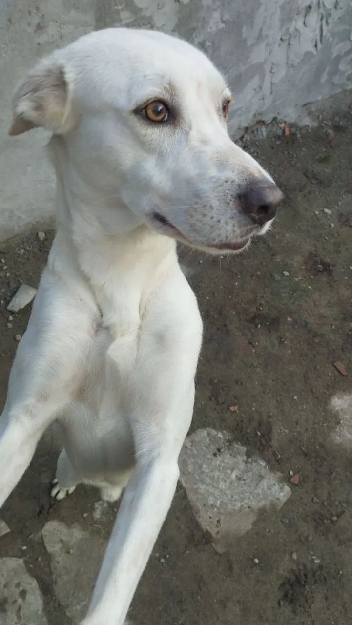 Doação de cachorro  - Foto 5