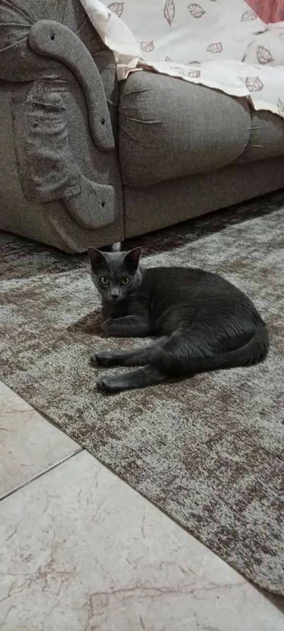 Gatinhos - Foto 3