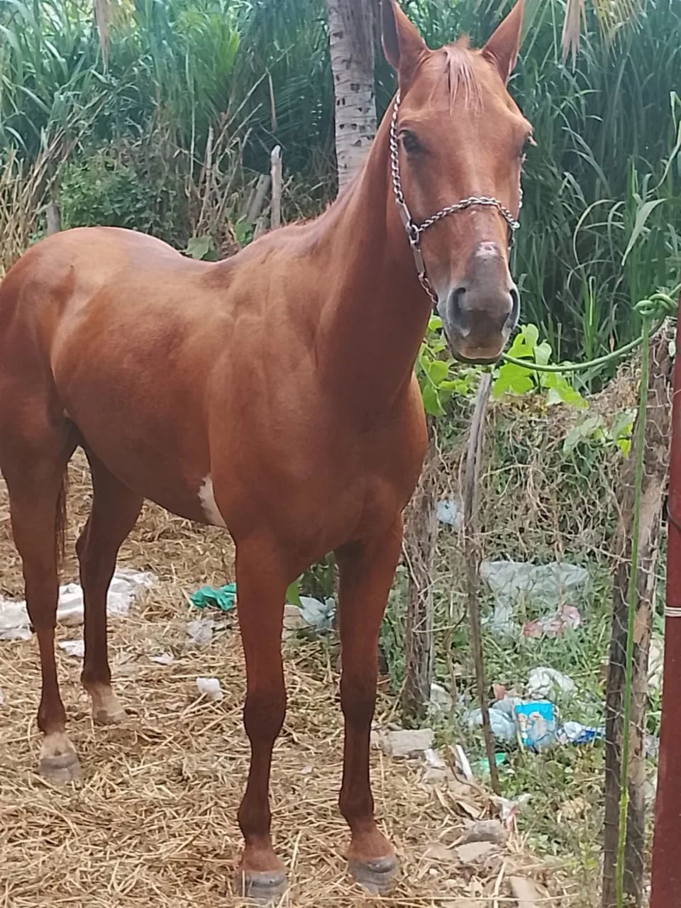 Égua de qualidade  - Foto 4