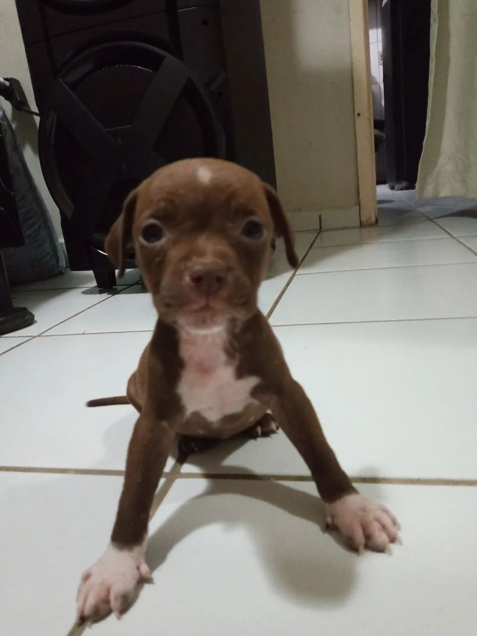 Valor 350 Filhotes de Pitbull tinha 14 só resta 3  - Foto 2
