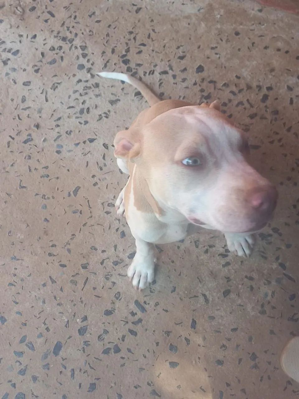 Cachorros 