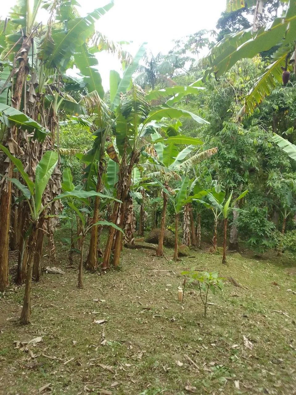 Foto - Fazenda Rio Grande - Gralha Azul
