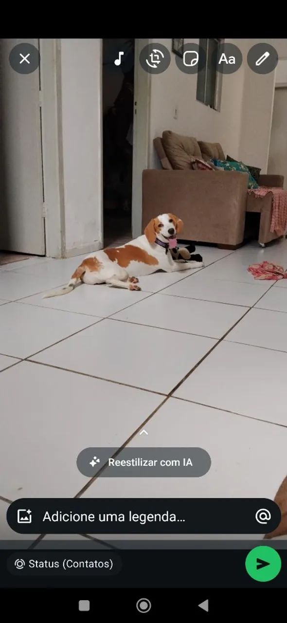 Beagle raceado  - Foto 2