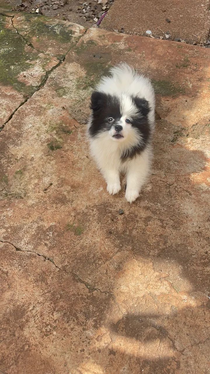 Spitz Alemão Anão 