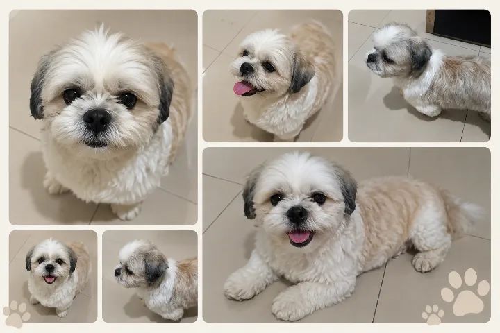 Cachorro Shitzu - Foto 2