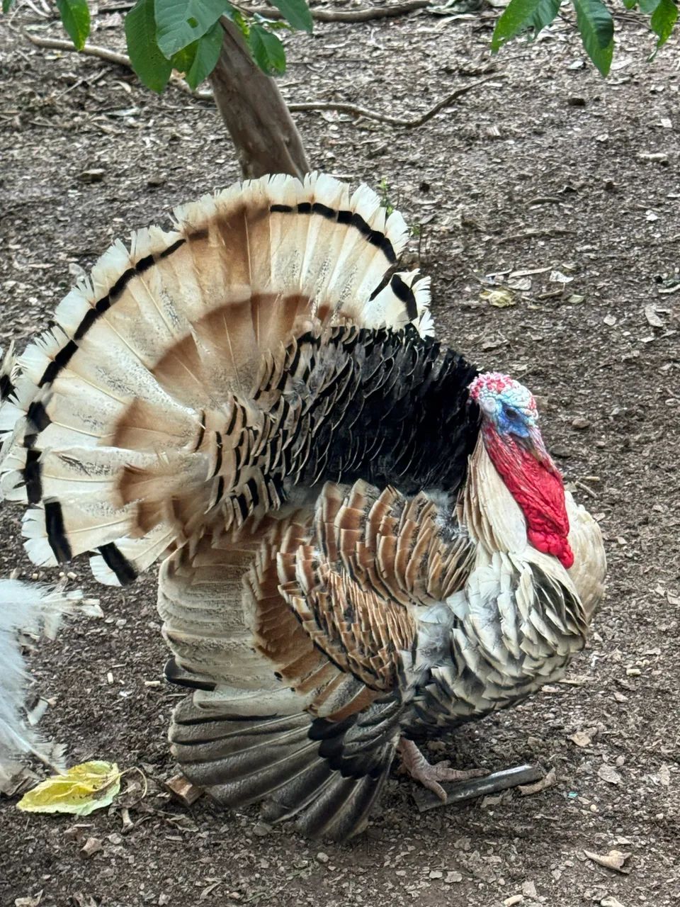 Peru macho  - Foto 2