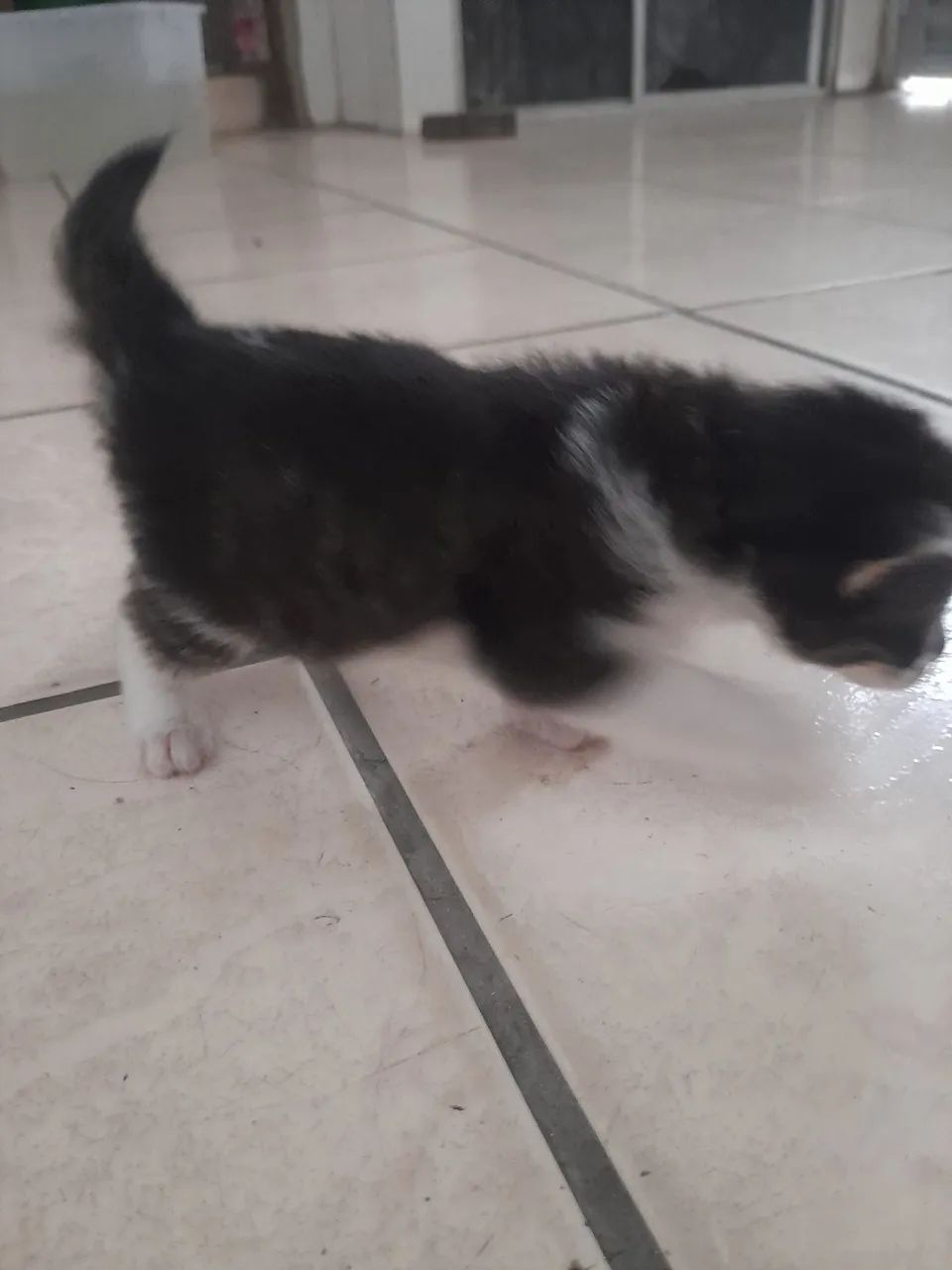 Estou doando uma gata filhote fêmeas- Adoção Responsável  (Jaboatão Centro) - Foto 4