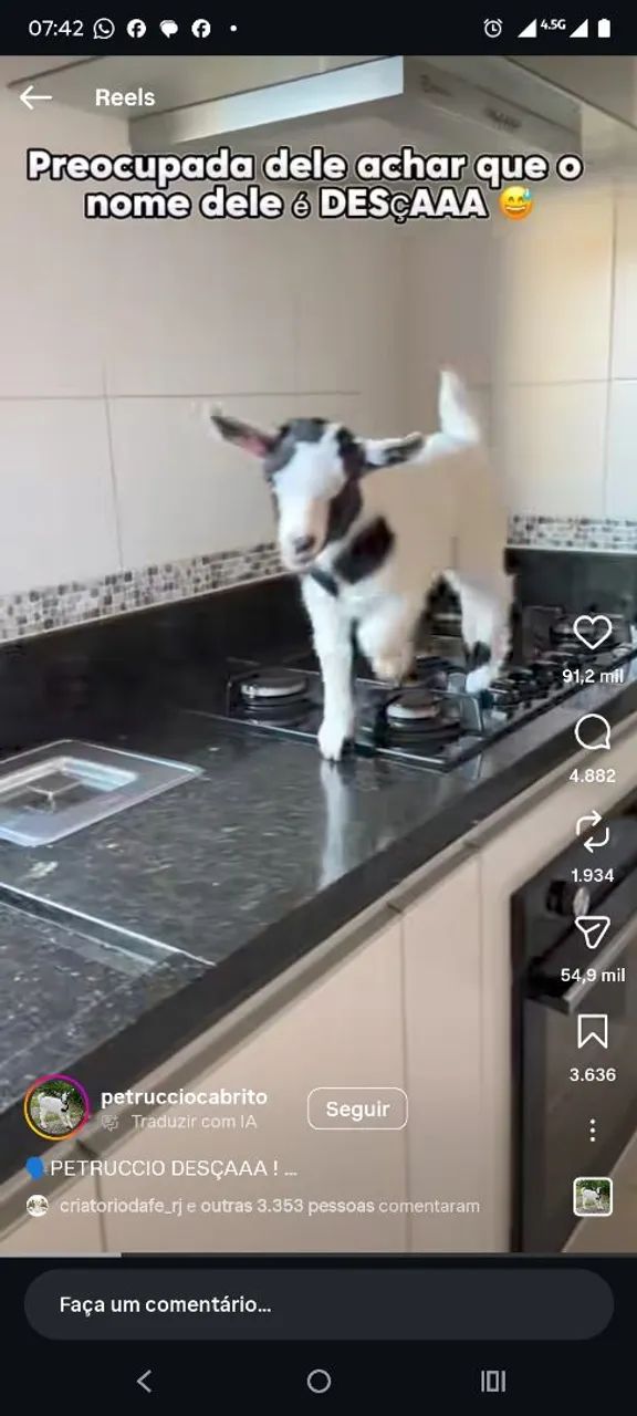 Mini cabras  - Foto 5