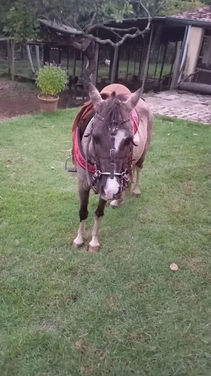 Vendo pônei. - Foto 5