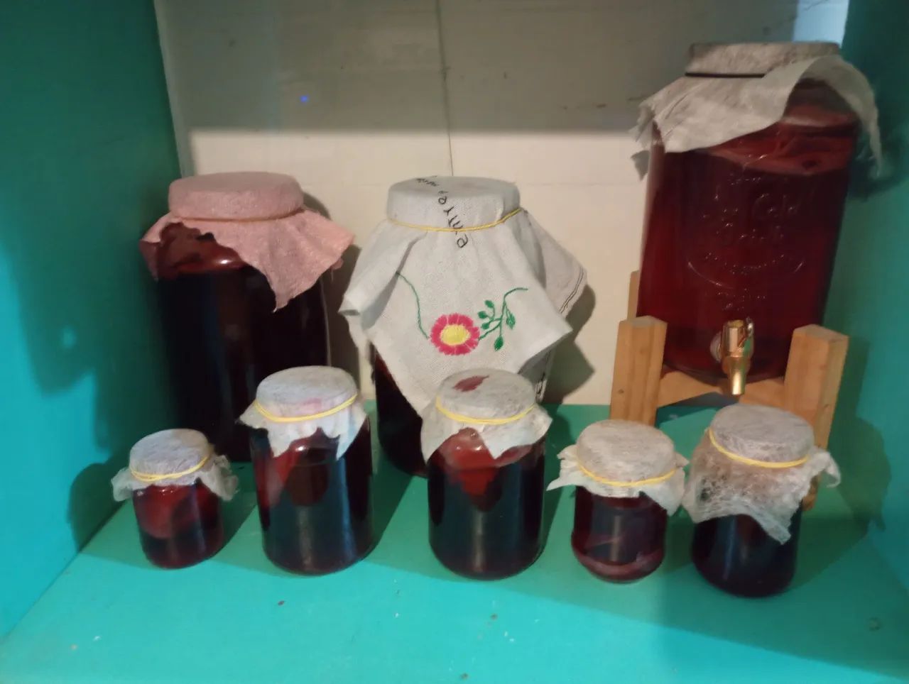 Mudas de kombucha Probiótico Natural  - Foto 2