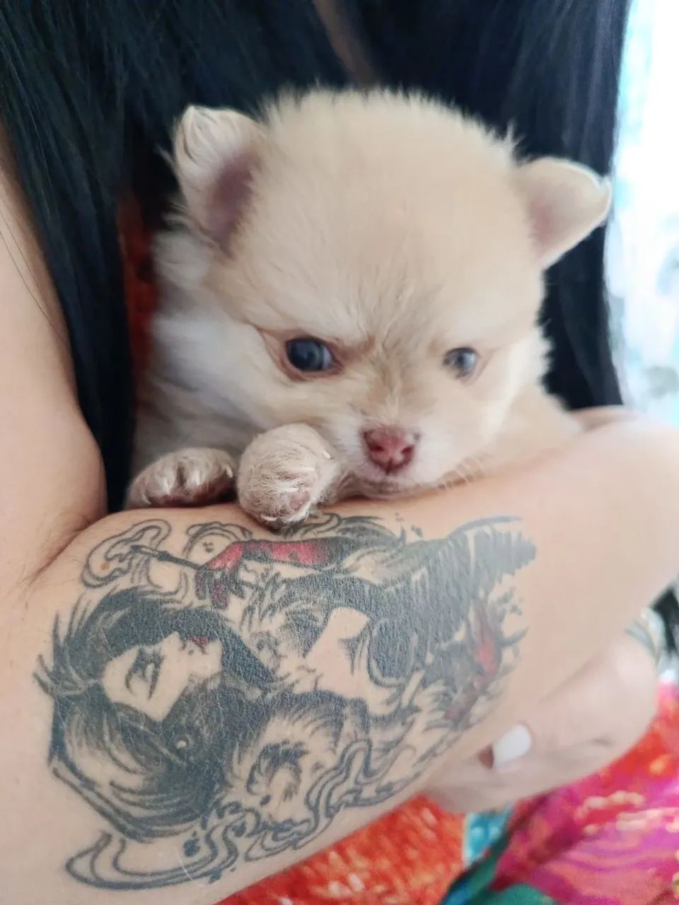 Spitz alemão macho anão 
