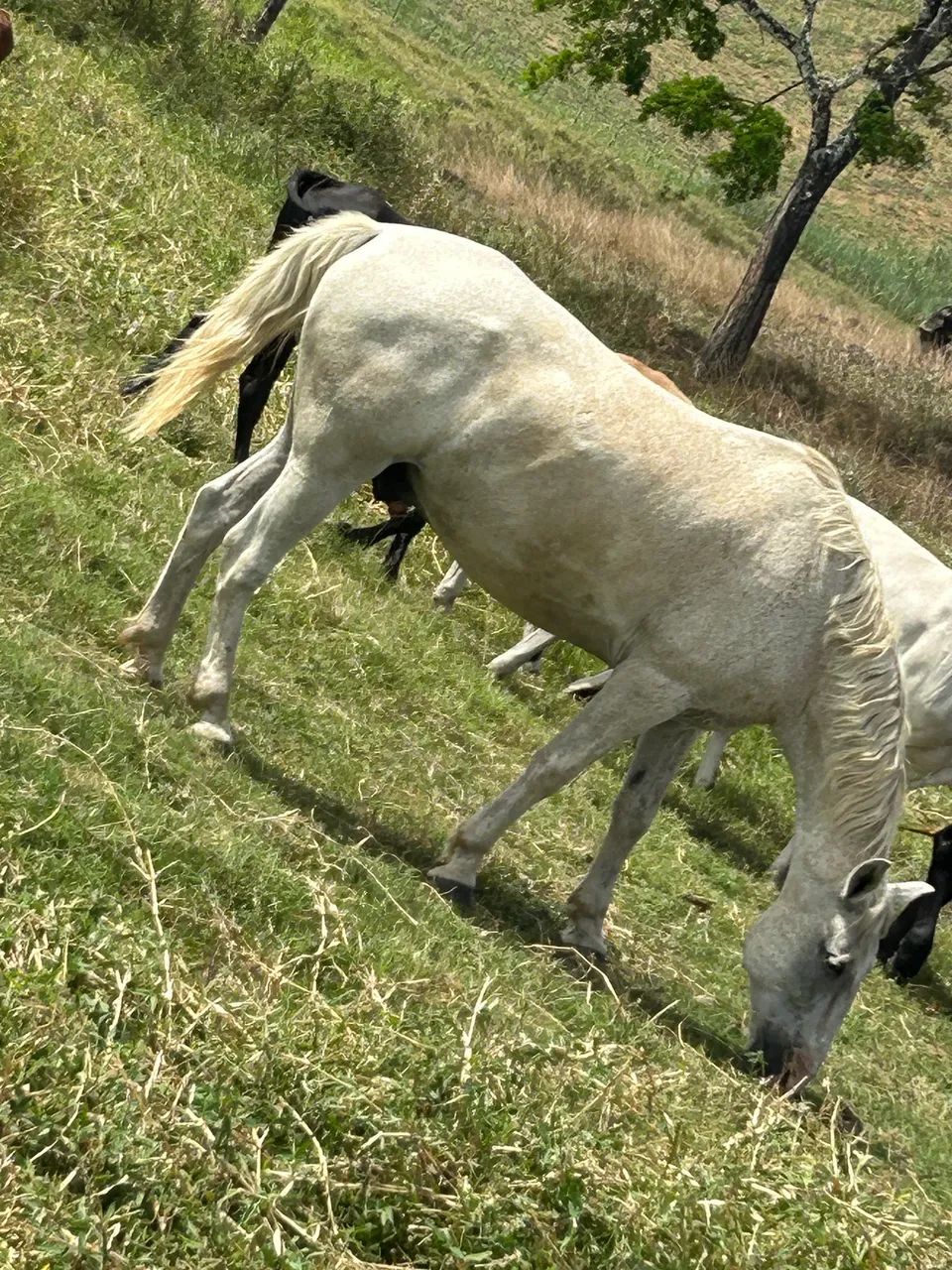 Cavalo Bom Pra Mexer Com Gado