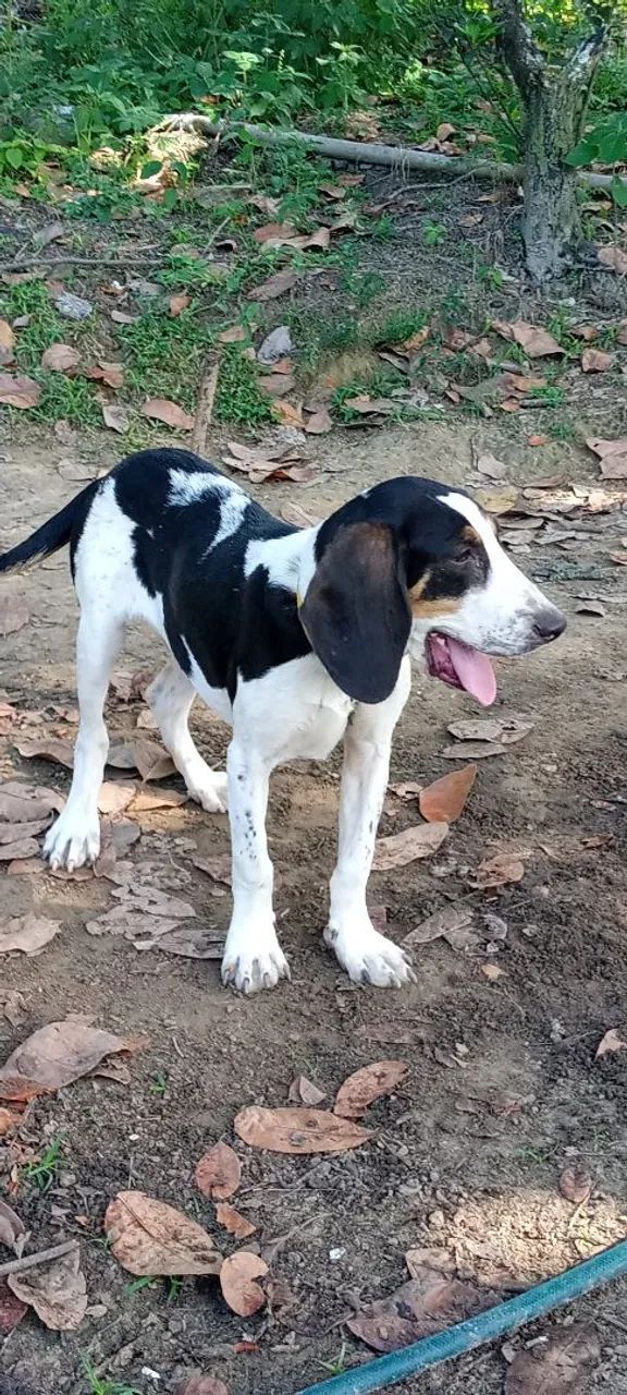 Cães  - Foto 3